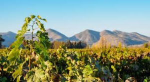 Qué tipos de vino produce Santa Rita